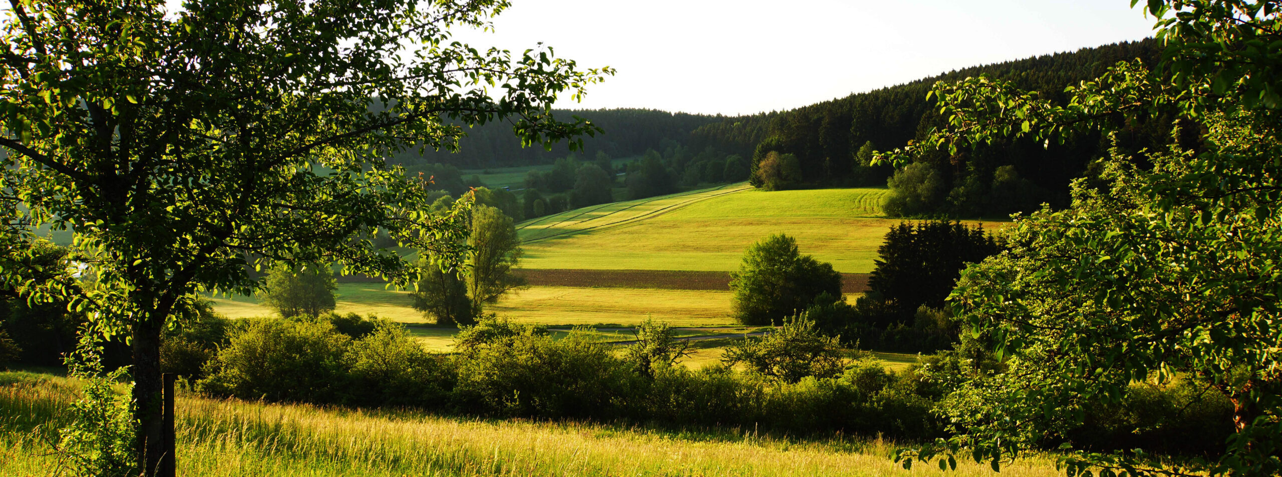 Bei den Spessarträubern