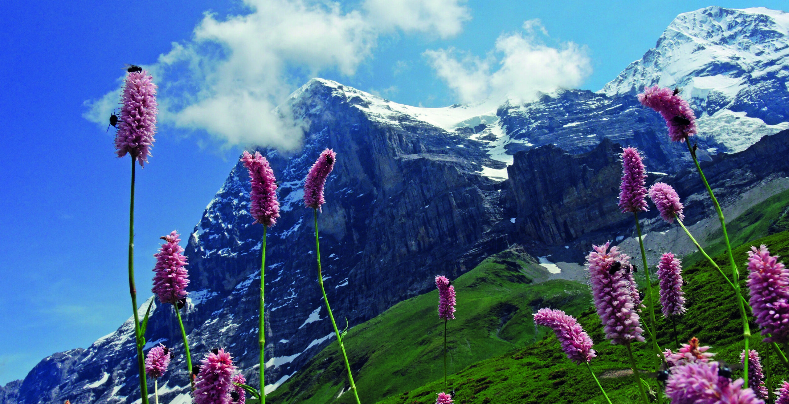 Jungfraujoch, Matterhorn & Mont Blanc